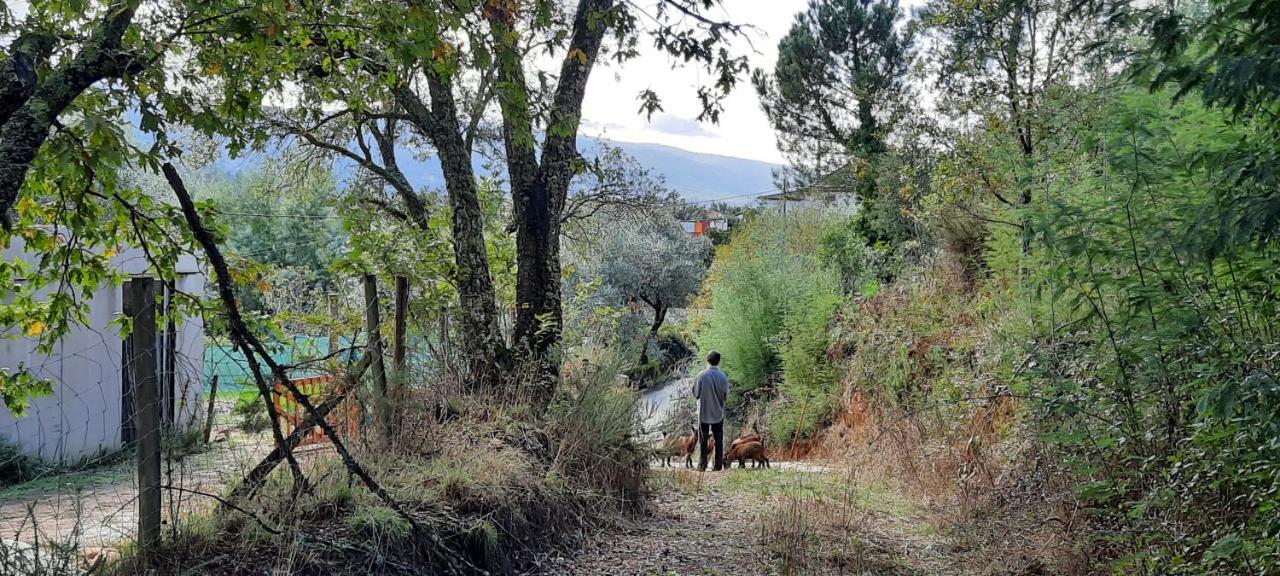 Adore Portugal Bungalow Natureza & Vista De Serra Lousã Exteriör bild